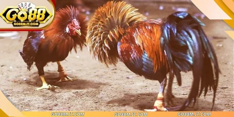 Theo dõi liên tục trận đấu