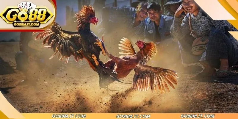 Đá Gà Cựa Sắt - Nhịp Trận Nhanh Và Cách Theo Dõi Chuẩn