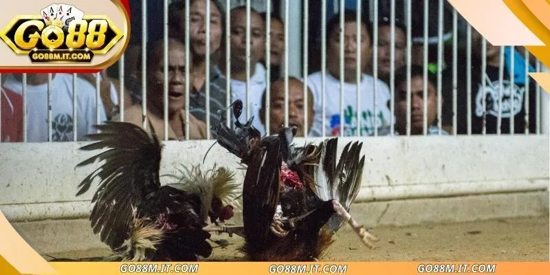 Chọi kê thomo thú vị
