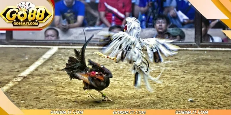 Nhịp trận đá gà go88