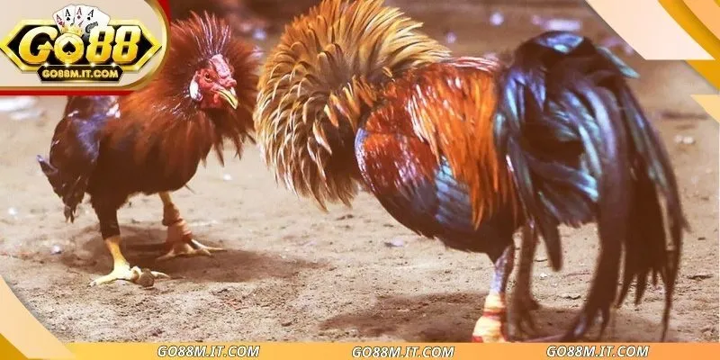 Xem đá gà trực tiếp Thomo thú vị